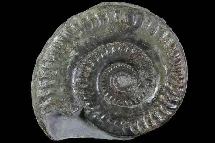 Jurassic Ammonite (Hildoceras) - England #81301